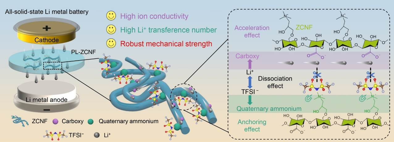 示意图显示了全固态电池中PEO基固态电解质里ZCNF的多种功能.png 示意图显示了全固态电池中PEO基固态电解质里ZCNF的多种功能.png